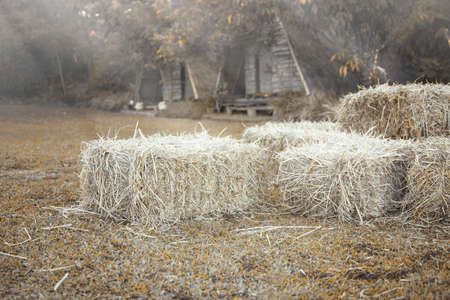 Hay bale agriculture field in farm with tropical environment.