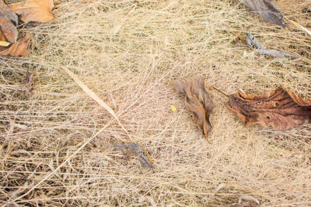 Hay grass texture background in the garden.の写真素材