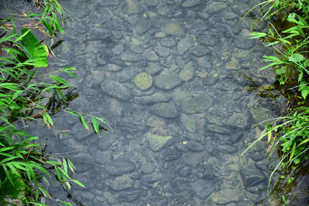 River stream with rocky in clear water and green trees on stream side.の写真素材