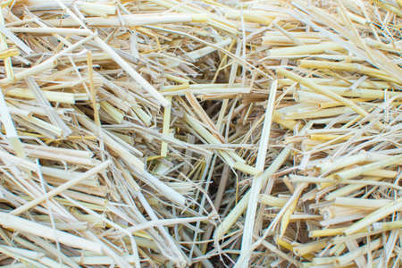 Hay bale agriculture field in farm with selective focus.