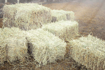 Hay bale agriculture field in farm with tropical environment.の写真素材