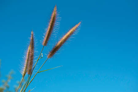 Grass flower with blue sky texture background.の写真素材