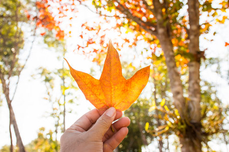 Maple leaf (Acer calcaratum Gagnep) in a hand with maple tree blurred background and sunlight in autumn forestの写真素材