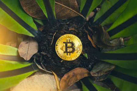 Golden bitcoin placed on a tree and dry leaves background, Cryptocurrency virtual money and blockchain technology conceptの写真素材