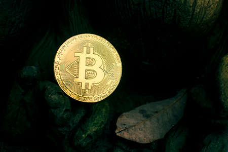 Golden bitcoin  placed on the rock with dry leaf, Cryptocurrency virtual money and blockchain...