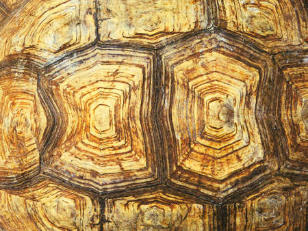 Tortoiseshell pattern texture of Giant Sulcata tortoiseの写真素材