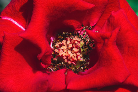 Close up macro of anther and stigma of red roses in the daytime.の写真素材