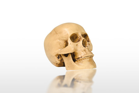 Human skull mockup isolated on white background with reflection, clipping path included, Side view.の写真素材
