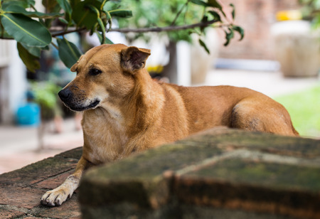 dog relaxing under treeの写真素材
