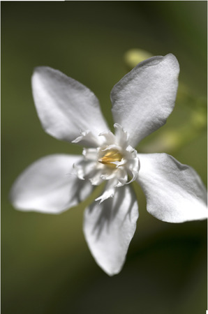 Close up white Jasmine Flowerの写真素材