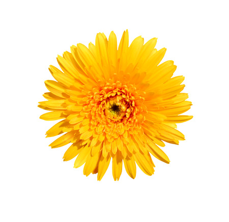 yellow calendula flower isolated on white backgroundの写真素材