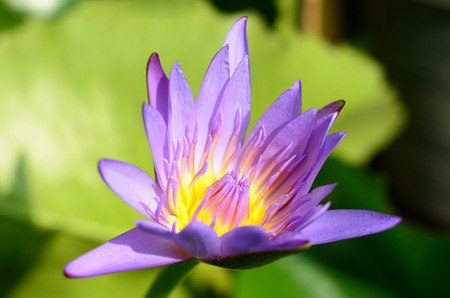 Lotus flower, Focus on Gaysornの写真素材