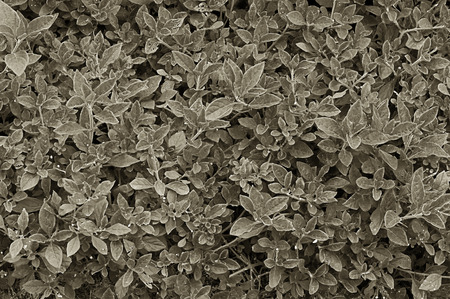 Leaves sepia backgroundの写真素材