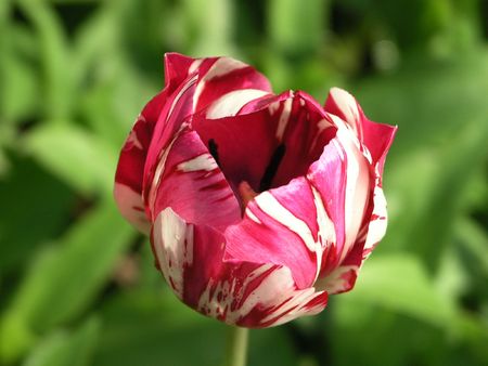 Tulip in bloomの写真素材