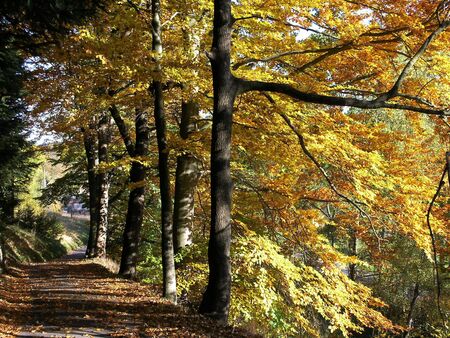 Autumnの写真素材