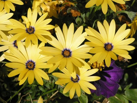yellow flowersの写真素材