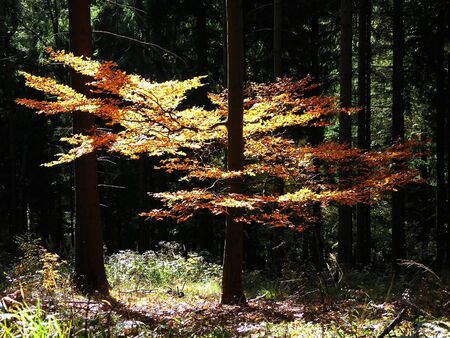 Autumn Light in Forestの写真素材