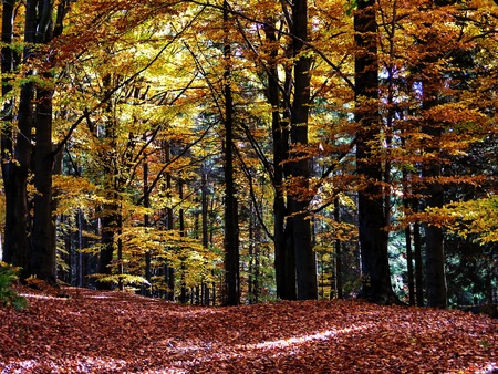 Autumn in deciduous forestの写真素材