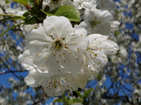 CHERRY FLOWERSの写真素材