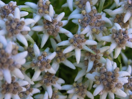 Flowers of edelweissの写真素材
