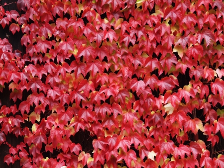 red wine colored leaves in autumnの写真素材