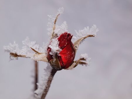 red rose bud in the winter with ice crystalsの写真素材