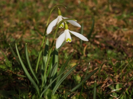 two snowdrops on a meadowの写真素材