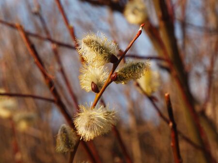 Catkins in spring lightの写真素材