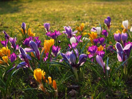colorful crocuses on a lawnの写真素材
