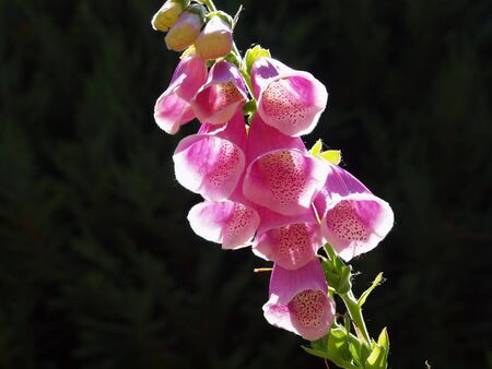 Red foxglove flowers in the light