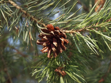 Cones on a branch of a pineの写真素材