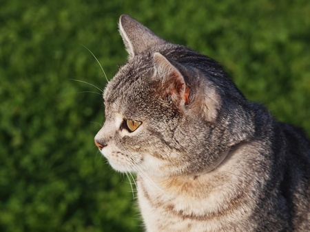 Catの写真素材
