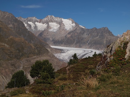Aletsch glacier with Aletschwaldの写真素材