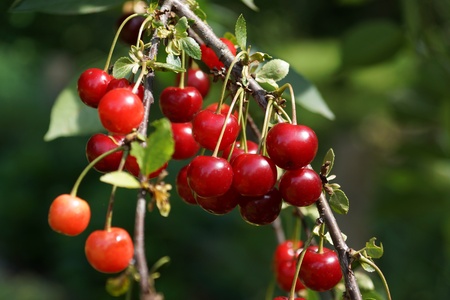 Sour cherries on the treeの写真素材