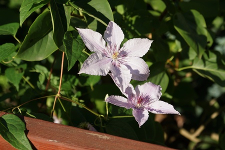 Flowers of Clematisの写真素材