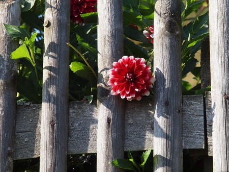Dahlia between picketsの写真素材