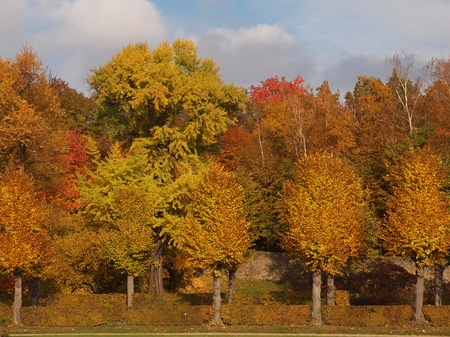 Foliage in Moritzburg forestの写真素材