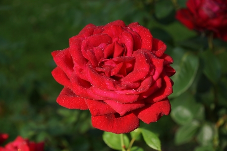 red rose flower with dew dropsの写真素材