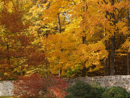 Wall in front of colorful deciduous forestの写真素材