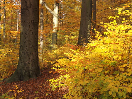 yellow leaves in autumn forestの写真素材