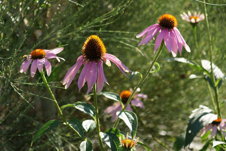 Flowers of Echinaceaの写真素材