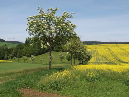 flowering avenue trees and yellow canola fieldの写真素材