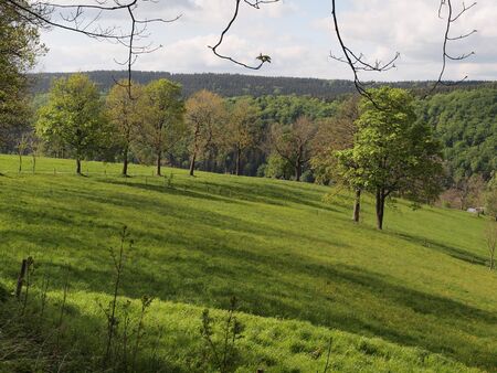 Trees in the highlandsの写真素材