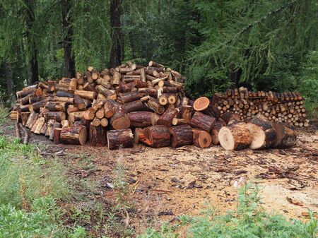 sawn logsの写真素材