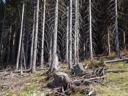 Dead Conifers in the Forest