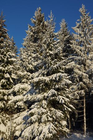 Trees with snow on the forest edgeの写真素材