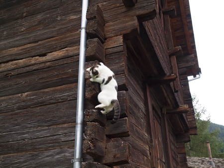 Cat climbing on a wooden houseの写真素材