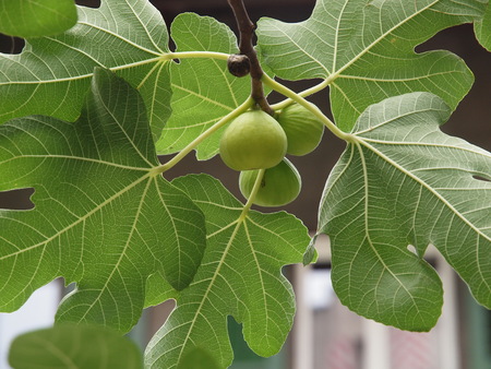 Fig with fruits and leavesの写真素材