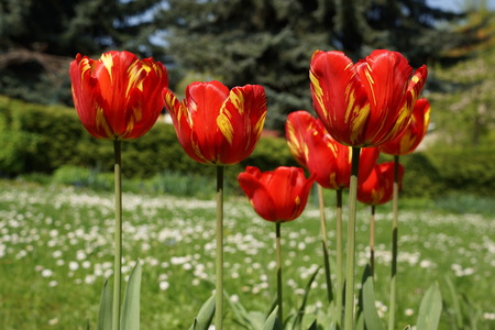 red tulips in springの写真素材