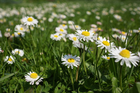 Meadow with many daisiesの写真素材